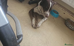 Mixed Breed dogs for sale: Bella husky dalmation mix  - Image 4