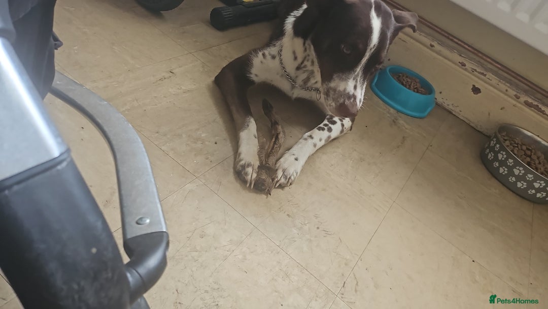 Mixed Breed dogs for sale: Bella husky dalmation mix  - Image 4