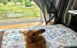 Mixed Breed dogs for sale: Mara - Doberman X Lurcher 7 month old girl - Image 16