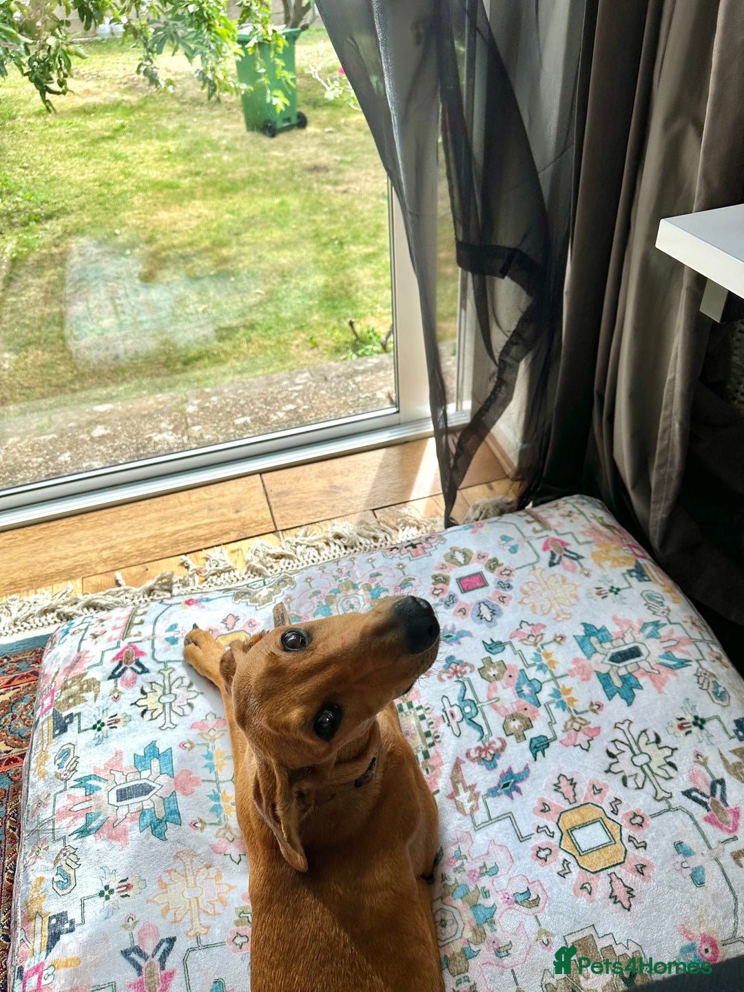 Mixed Breed dogs for sale: Mara - Doberman X Lurcher 7 month old girl - Image 16