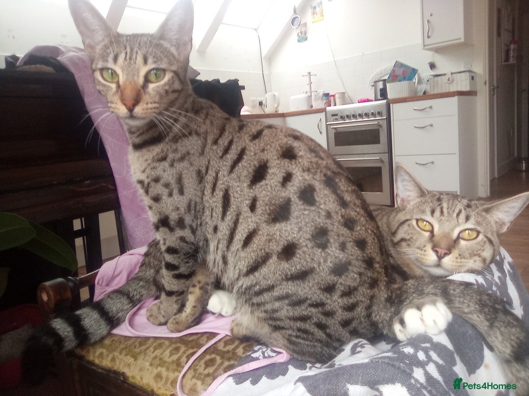 Mixed Breed cats for sale: Kittens F5 savannah - Image 14