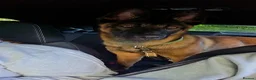 German Shepherd dogs for stud: German Shepherd for stud outstanding boy  - Advert 2
