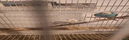 Budgerigars birds for sale: 4 Breeding pair of budgies and chicks in London - Advert 21