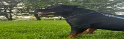Rottweiler dogs for stud: Alfie  - Advert 19