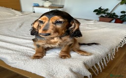 Cocker Spaniel dogs for sale: Outstanding Show Cocker Spaniel DNA Tested - Advert 11