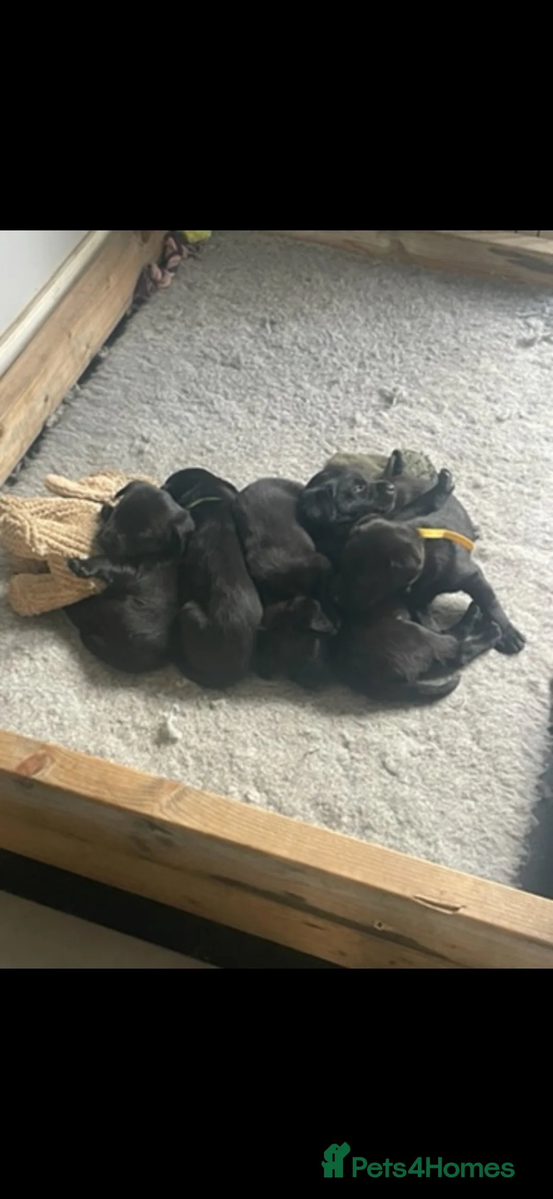 Labrador Retriever dogs for sale: Working Labrador puppies - Advert 2