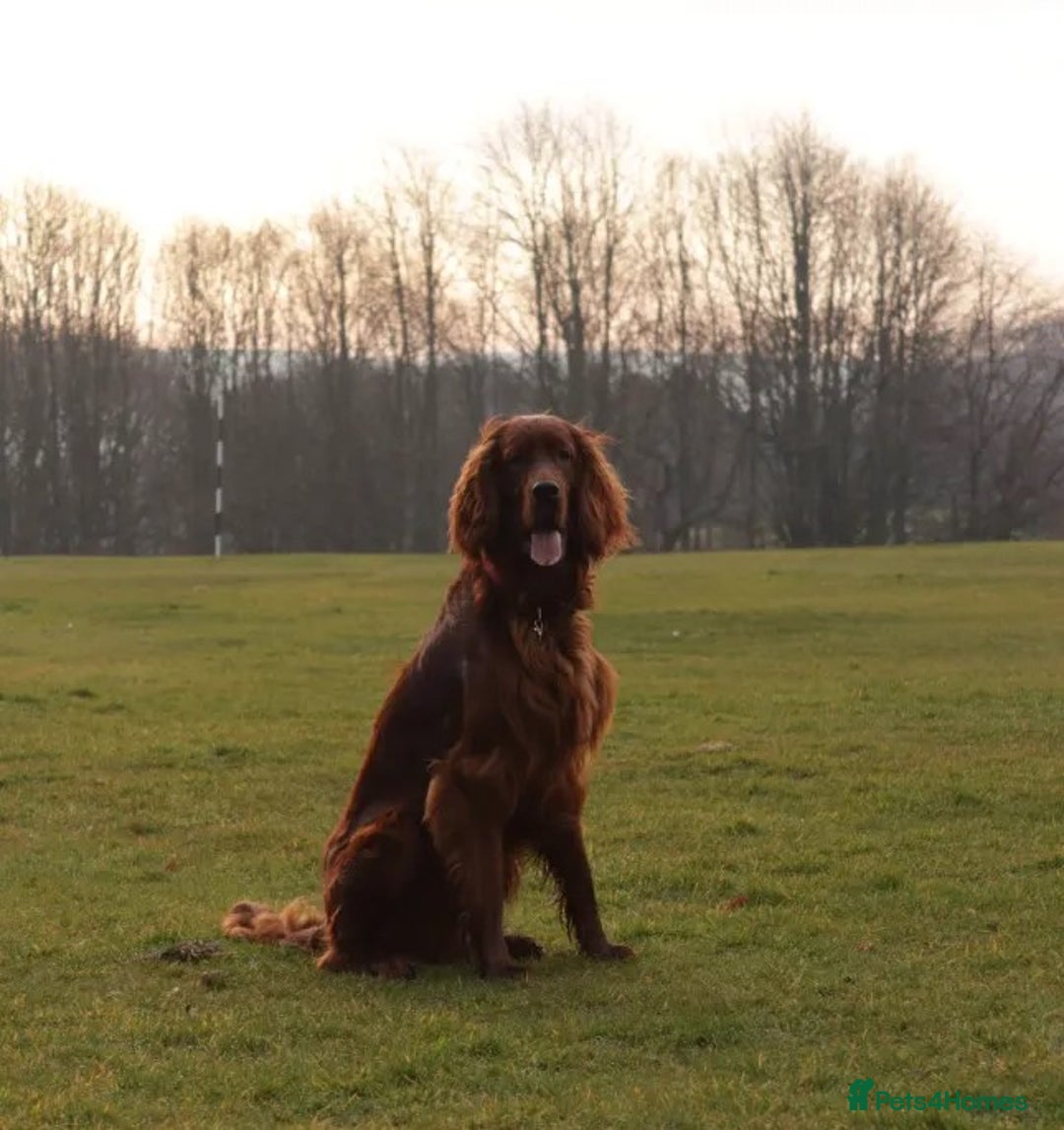 Irish Setter dogs for stud: Looking to breed My Irish Setter Pedigree - Advert 1