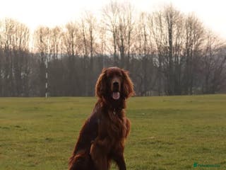 Irish Setter dogs Looking to breed My Irish Setter Pedigree - Advert 1