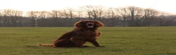 Irish Setter dogs for stud: Looking to breed My Irish Setter Pedigree - Advert 1