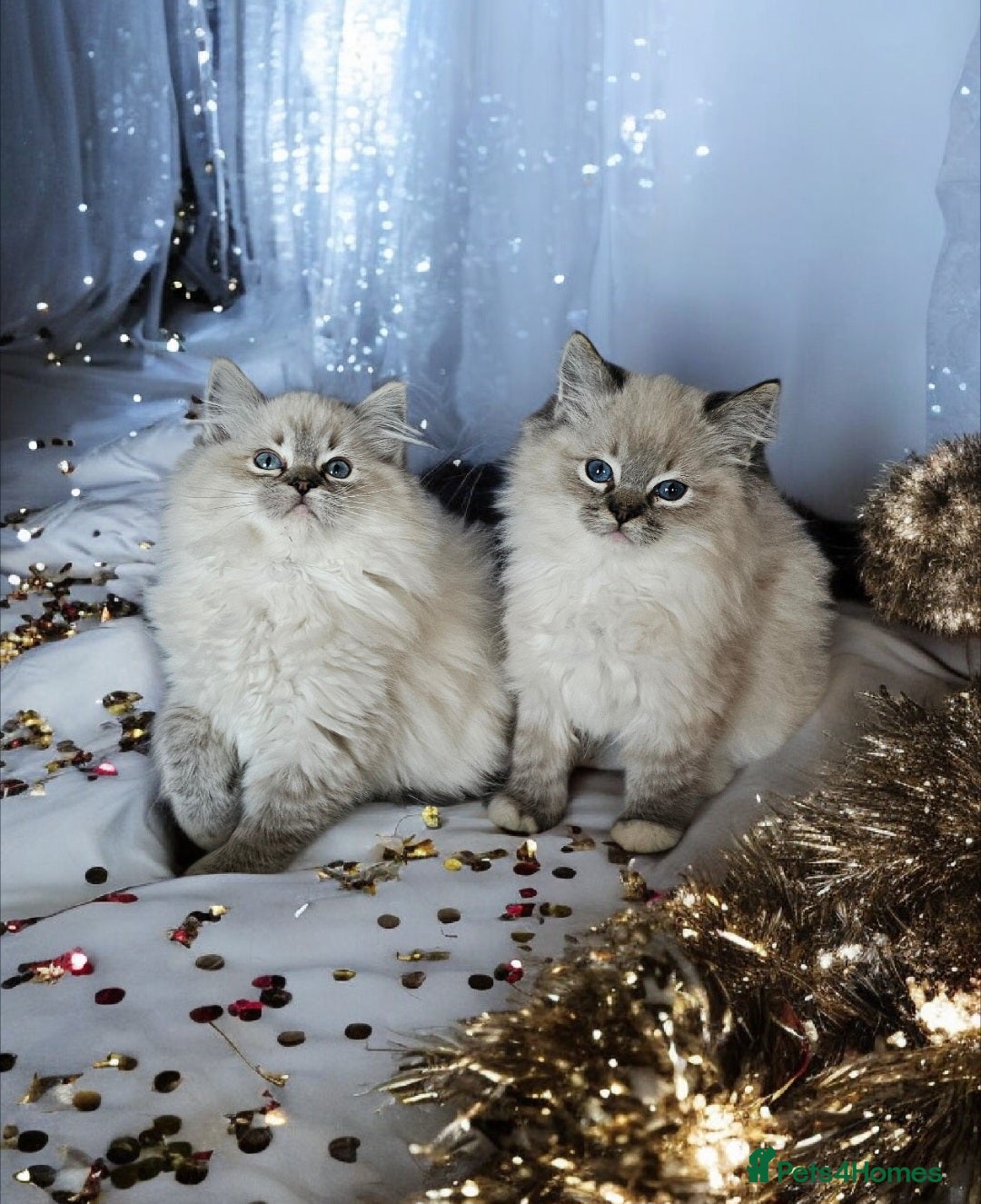 Ragdoll cats for sale: 5⭐️ Council licenced GCCF registered kittens  - Advert 1