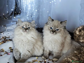 Ragdoll cats 5⭐️ Council licenced GCCF registered kittens - Advert 3