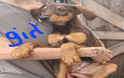 Mixed Breed dogs for sale: Doberman X Labrador puppies  - Image 2