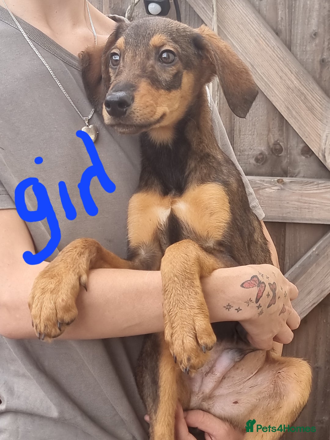 Mixed Breed dogs for sale: Doberman X Labrador puppies  - Image 2