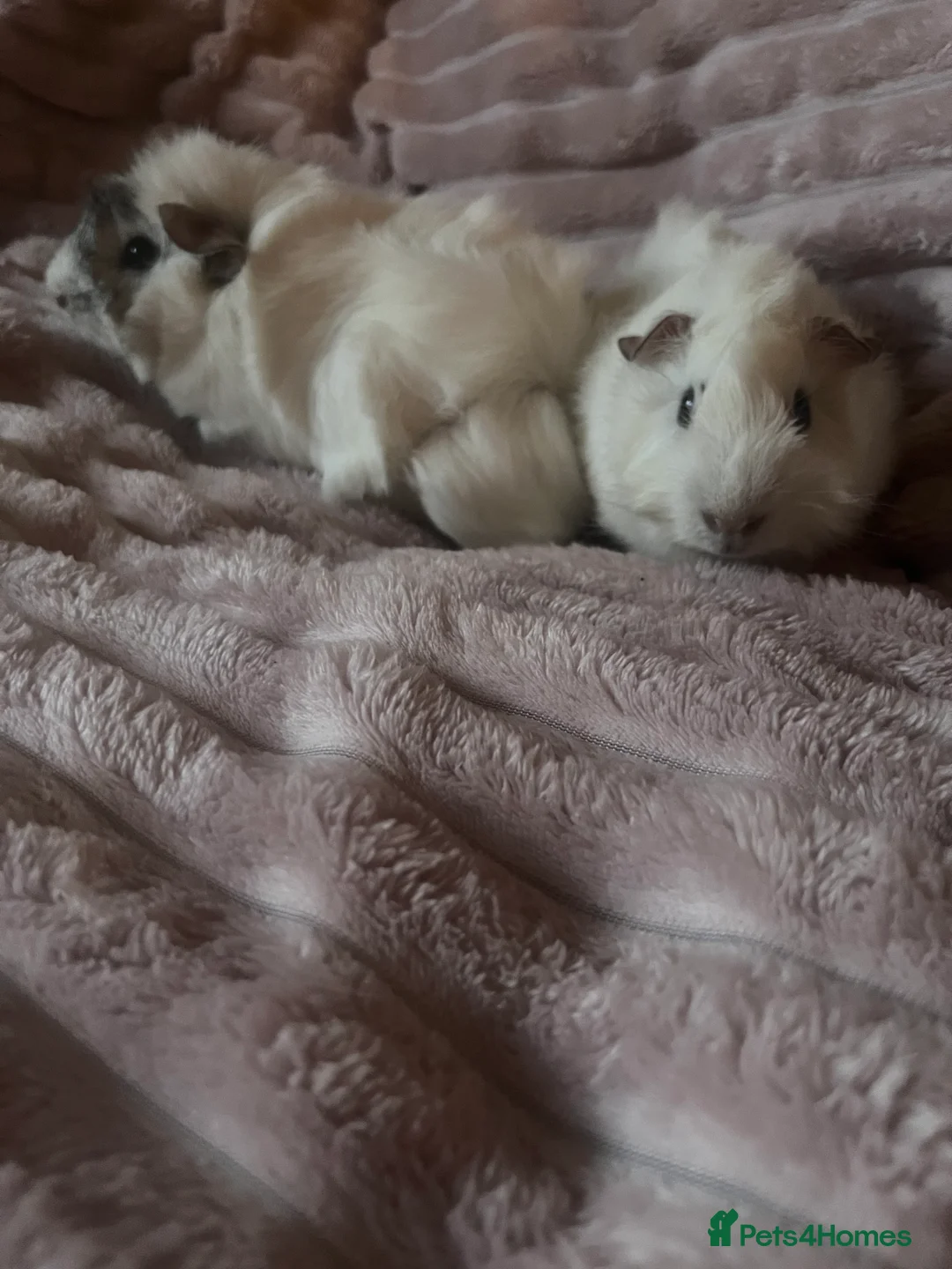 Guinea Pig rodents for sale: Female and Male Guinea Pigs - Advert 2