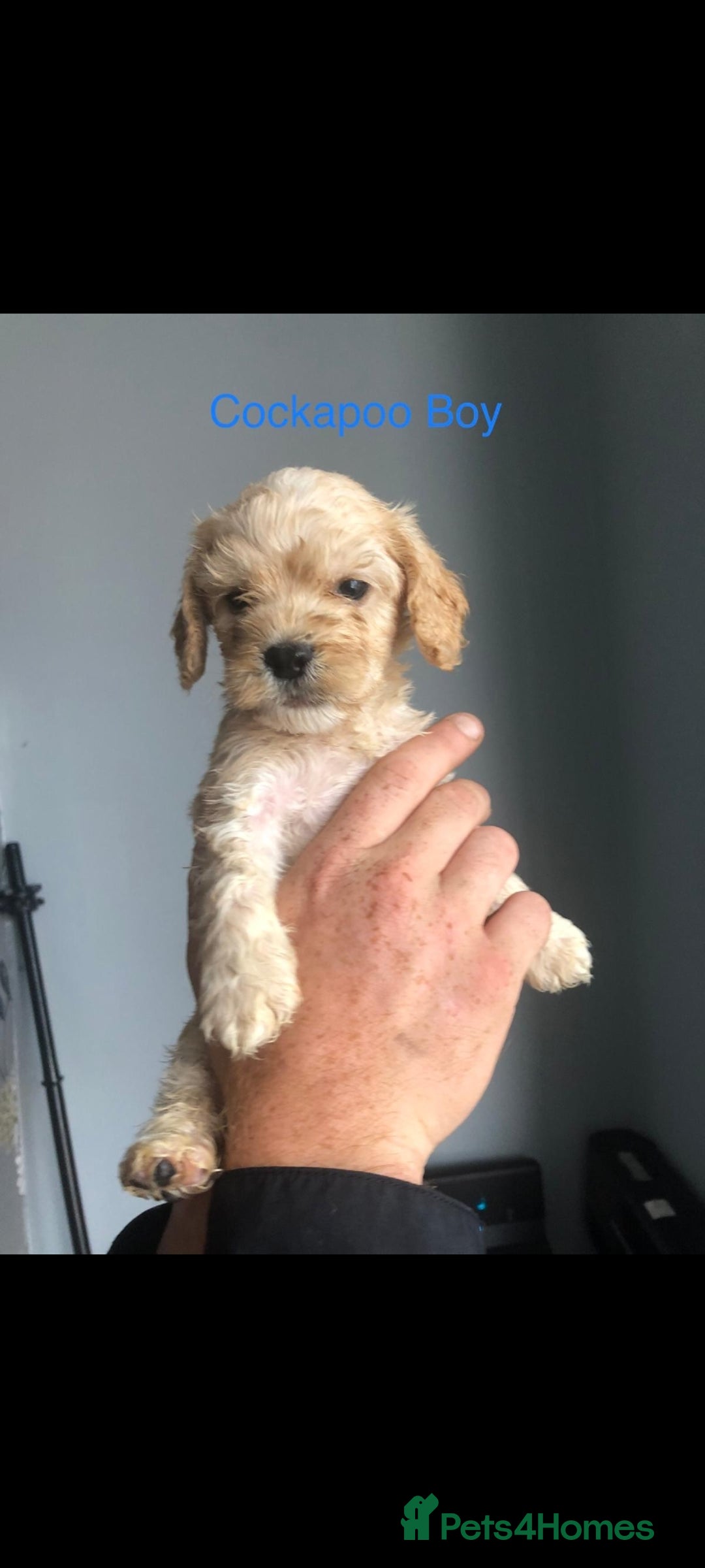Cockapoo dogs for sale: cocker Spaniel puppies  - Image 9