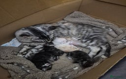 Maine Coon cats for sale: Maine coon litter born 22.10.25 - Advert 5