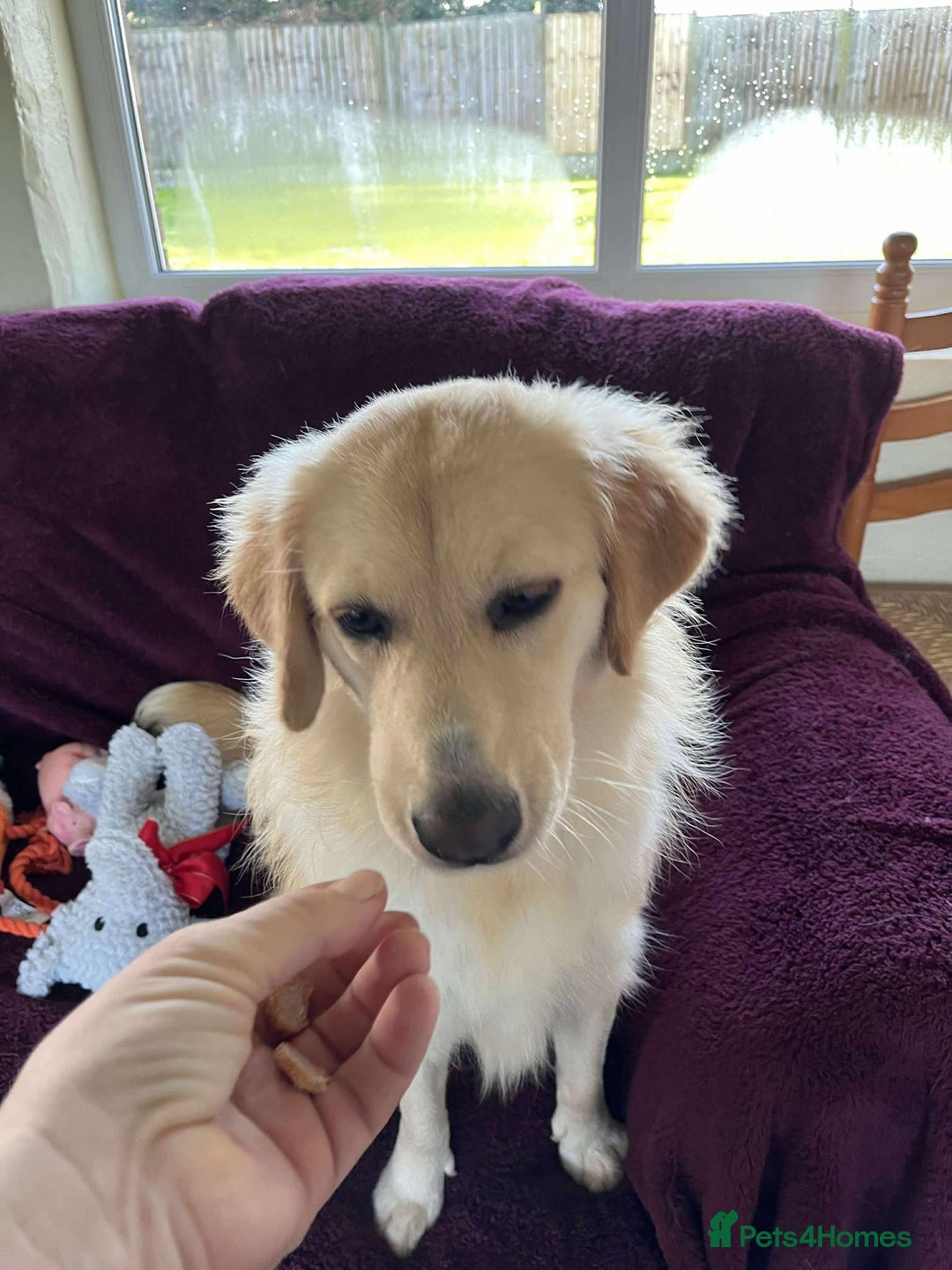 Mixed Breed dogs for adoption: PERDY - Advert 3