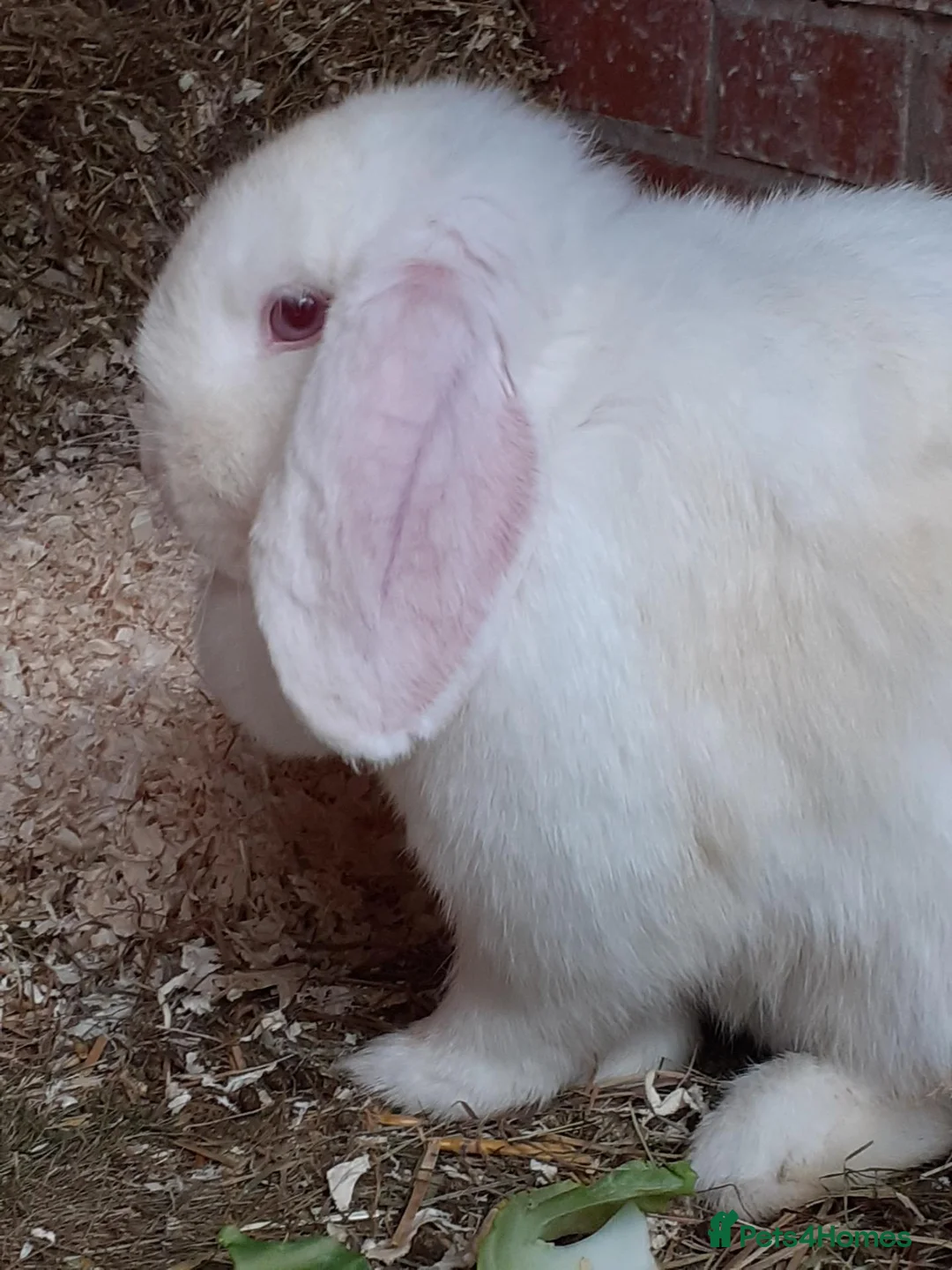 Mini Lop rabbits for sale: Mini lops in Hyde - Advert 2