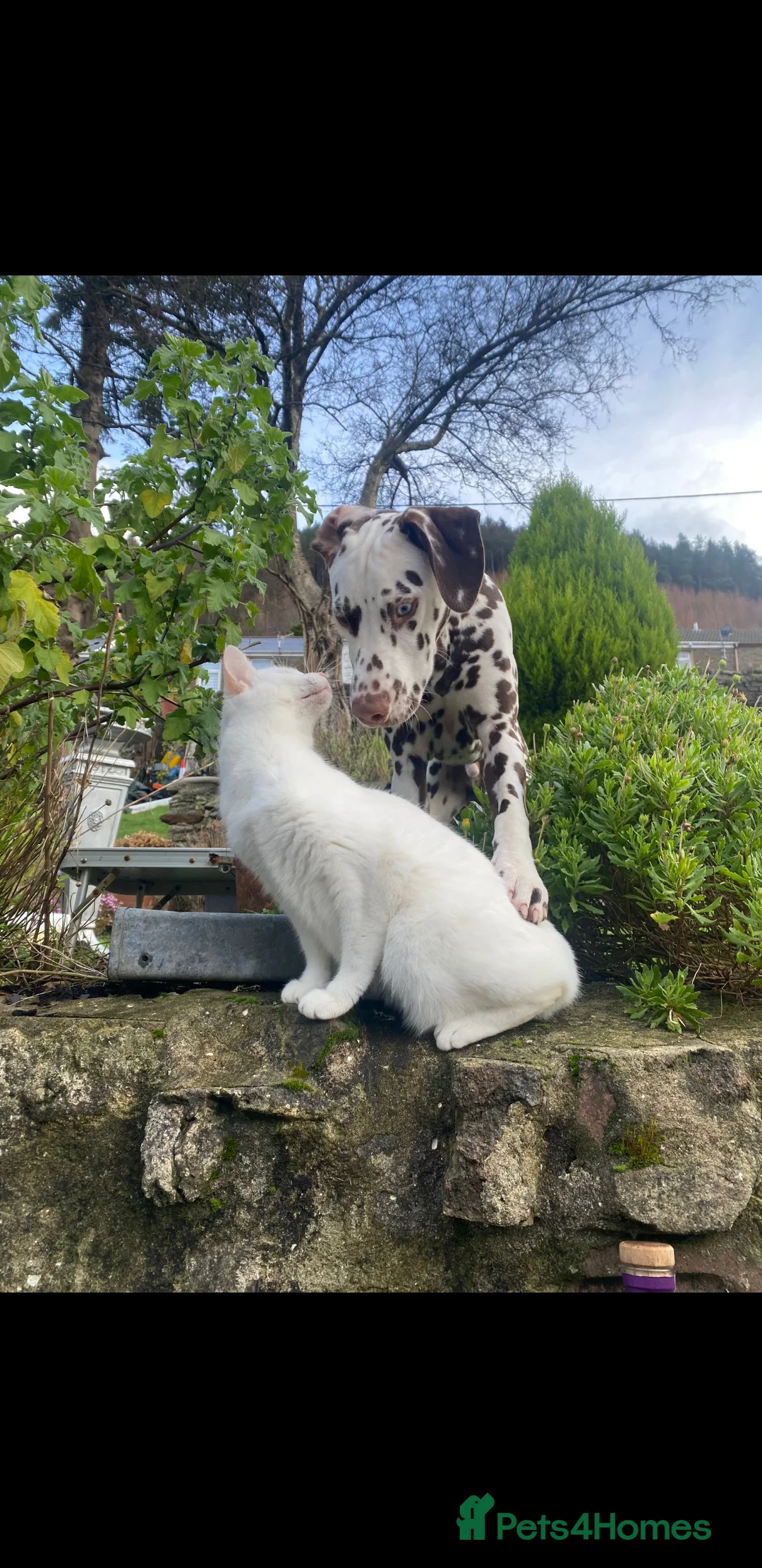 Dalmatian dogs for stud: Dalmatian stud. blue eyed Liver Spot/PROVEN in Bridgend - Advert 5