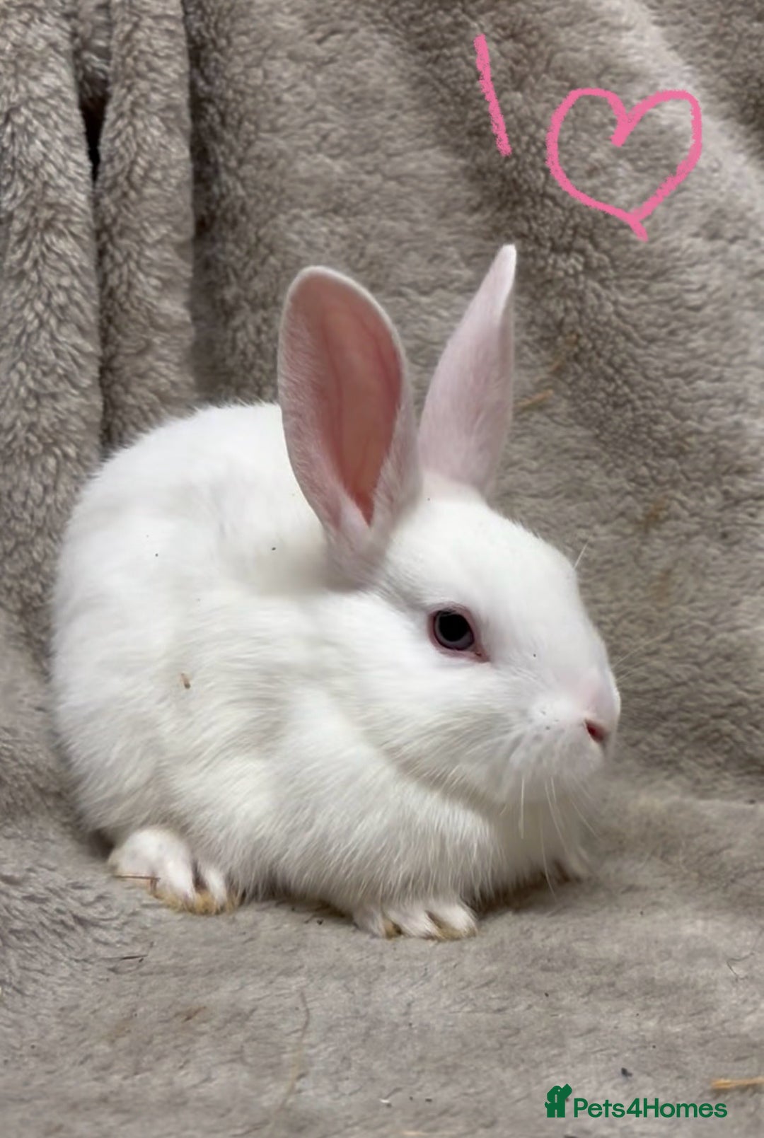 Mixed Breed rabbits for sale: 4 Beautiful baby mix breed bunnies  - Advert 11
