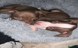American Bully dogs for sale: pocket bully pups looking for there forever home  - Image 5