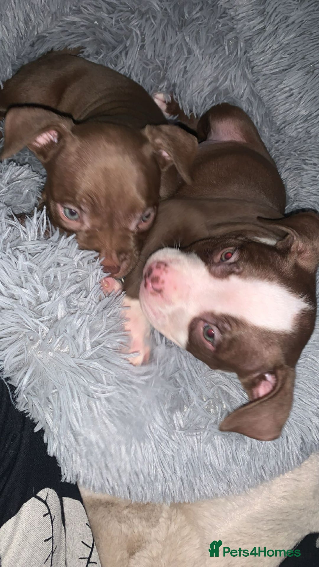 American Bully dogs for sale: pocket bully pups looking for there forever home  - Image 5