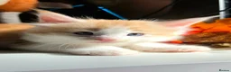 Maine Coon cats for sale: Ready now Stunning Maine coon kittens  - Advert 29