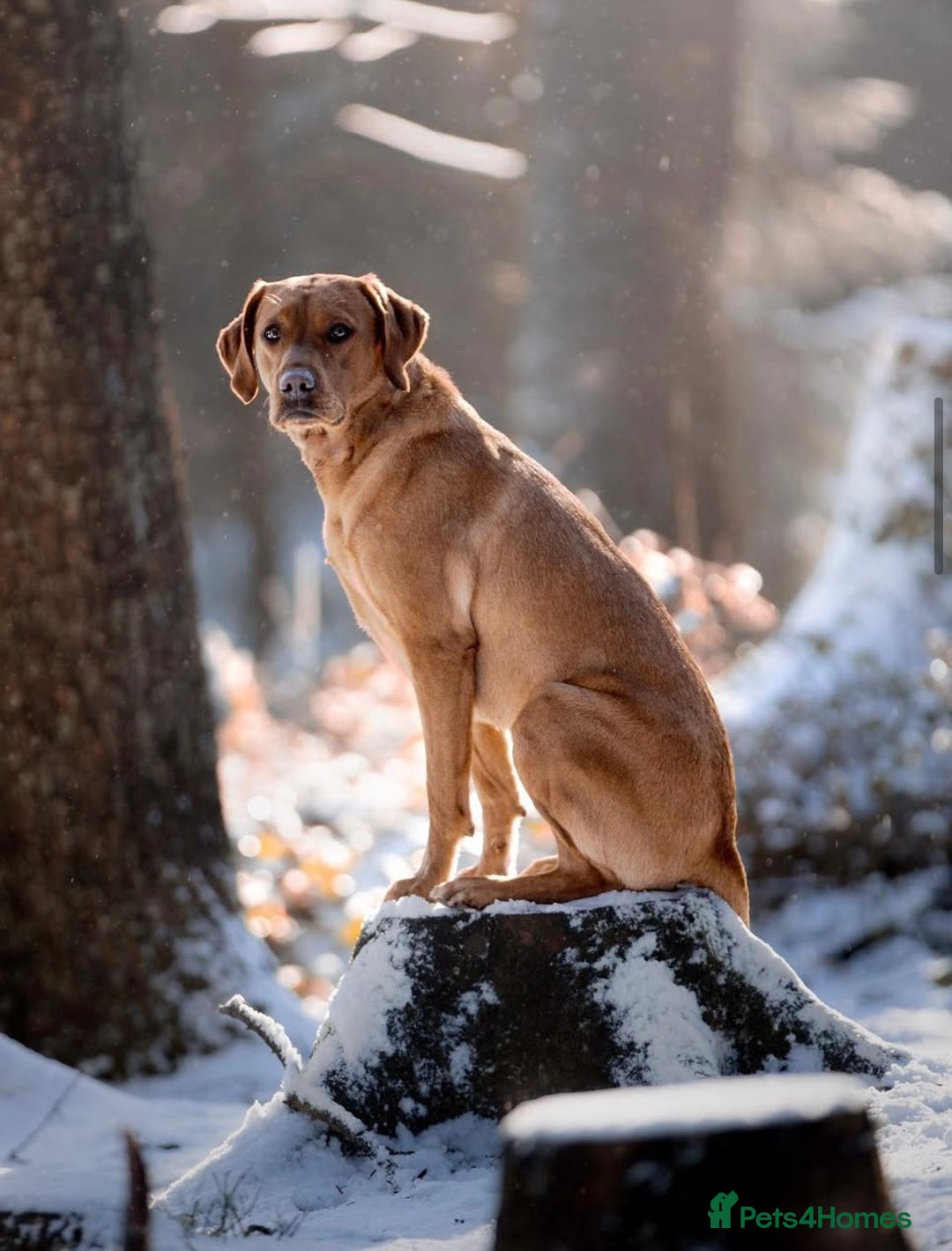 Labrador Retriever dogs for sale: Fox Red Labrador Retriever–Expected September 2025 - Image 6