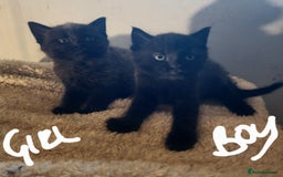 British Shorthair cats for sale: 5 beautiful british shorthair kittens - Image 32