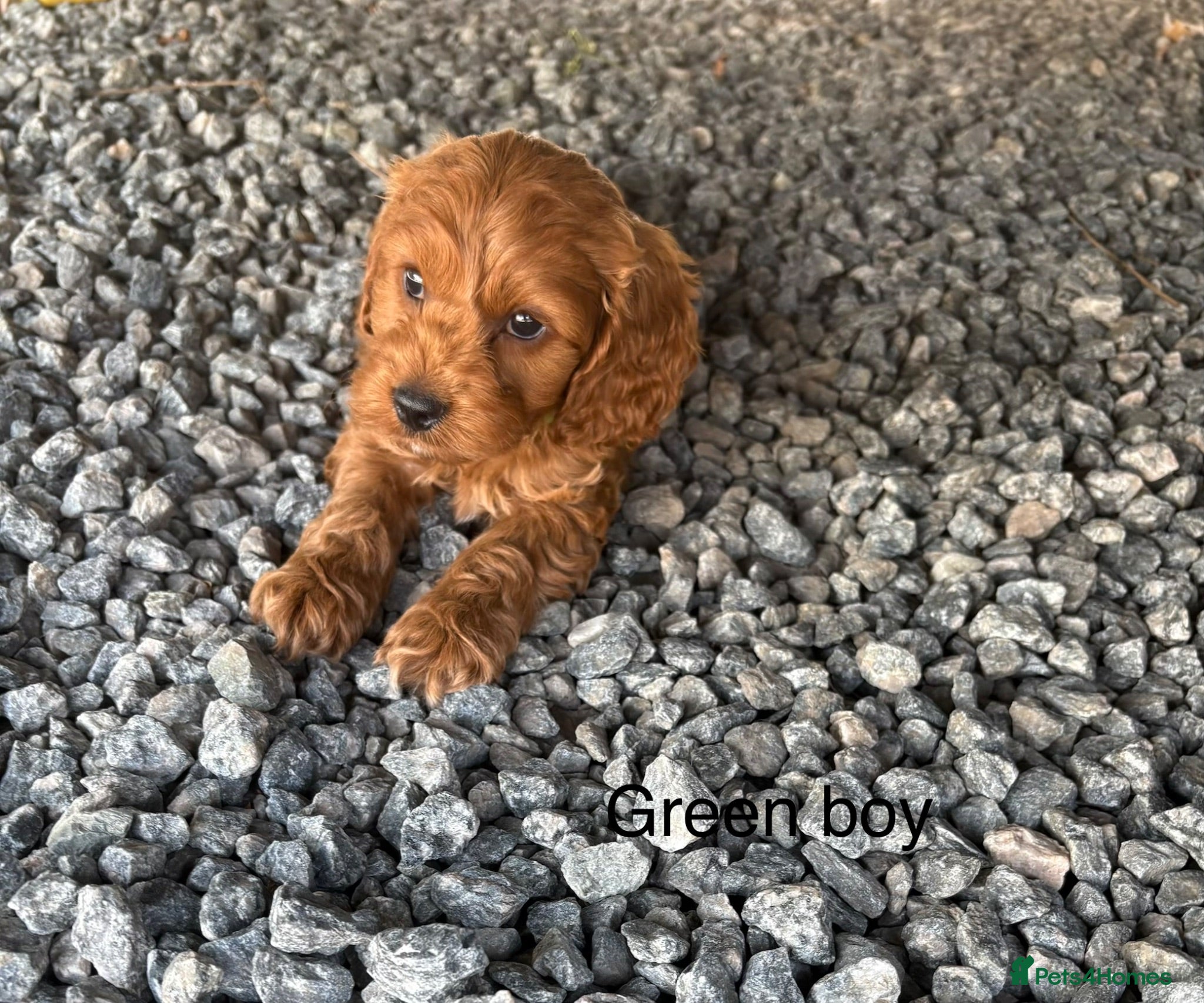 Cockapoo dogs Gorgeous red cockapoo - Advert 1