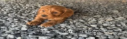 Cockapoo dogs for sale: Gorgeous red cockapoo - Advert 1