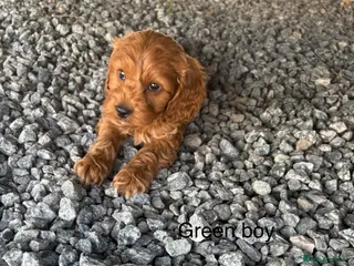 Cockapoo dogs Gorgeous red cockapoo - Advert 9