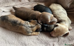 Miniature Dachshund dogs for sale: Miniature Longhaired Dachshunds ready 10.12.25 - Advert 7