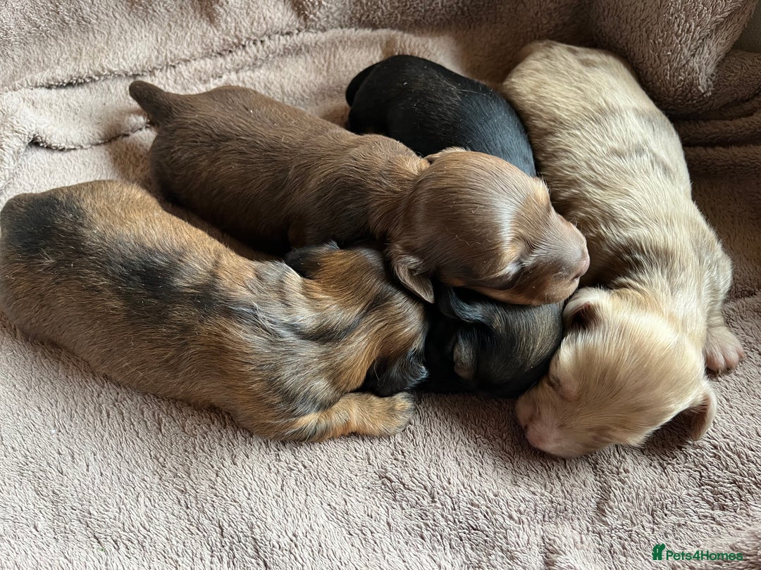 Miniature Dachshund dogs for sale: Miniature Longhaired Dachshunds ready 10.12.25 - Advert 7