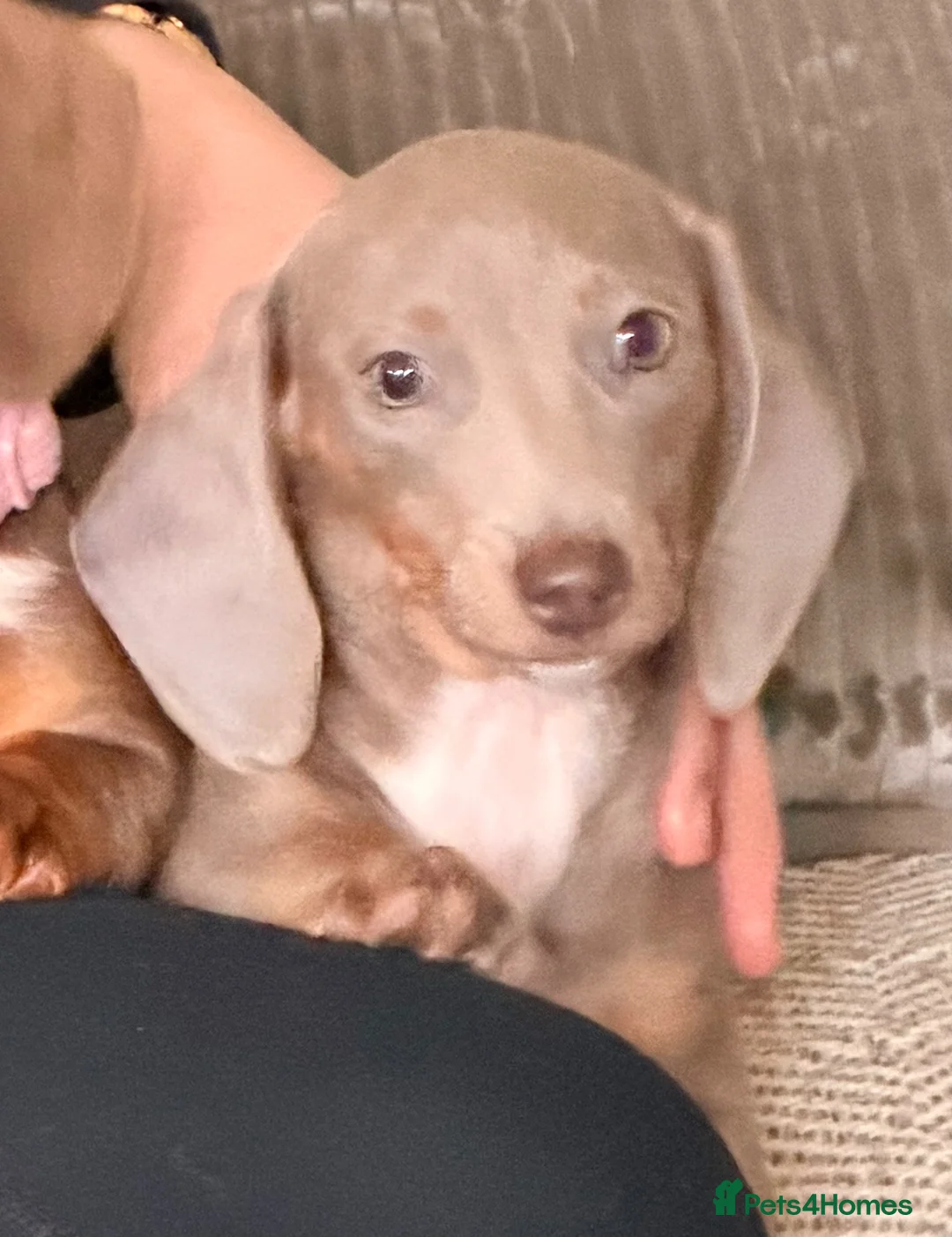 Miniature Dachshund dogs for sale: Isabella miniature dachshund  - Advert 1