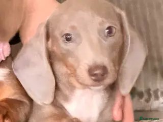 Miniature Dachshund dogs Isabella miniature dachshund - Advert 1