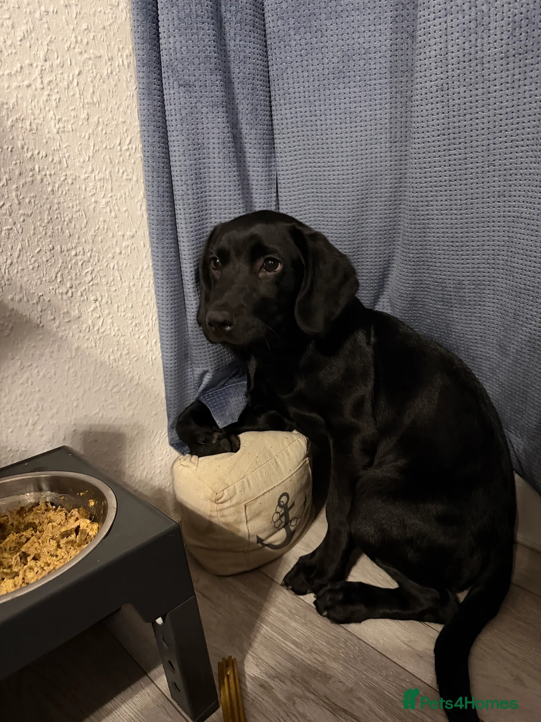 Springador dogs for sale: Springador Pup - Advert 1