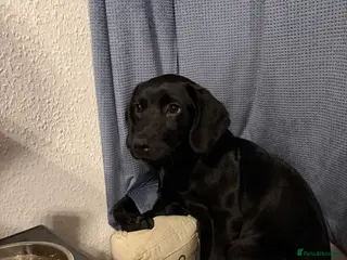 Springador dogs Springador Pup - Advert 2