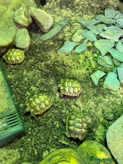 Tortoise reptiles Spur Thigh Hatchling Tortoises - Advert 3