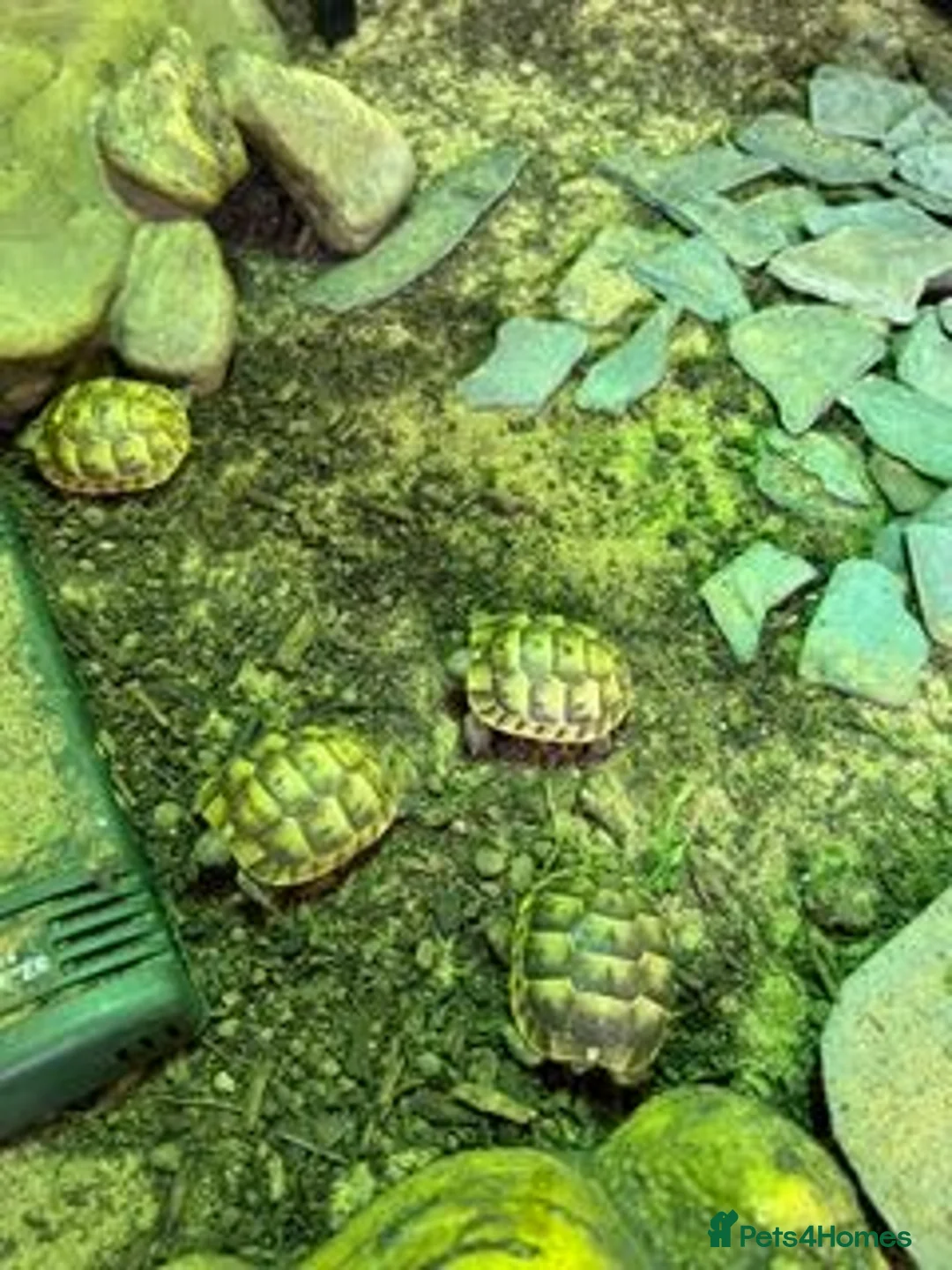 Tortoise reptiles for sale: Spur Thigh Hatchling Tortoises - Advert 1