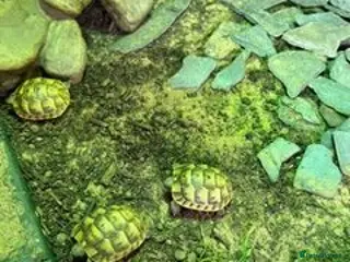 Tortoise reptiles Spur Thigh Hatchling Tortoises - Advert 1