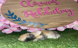 Netherland Dwarf rabbits for sale:  pedigree Neverland dwarf also have mini lops   - Image 10