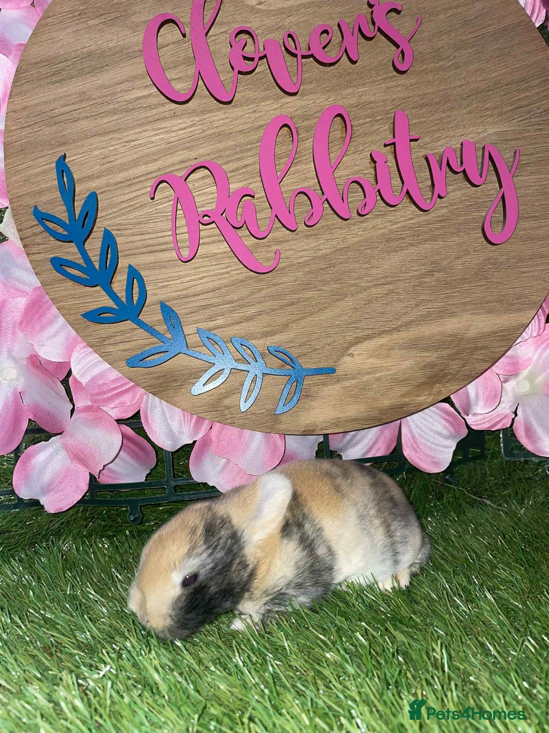 Netherland Dwarf rabbits for sale:  pedigree Neverland dwarf also have mini lops   - Image 10