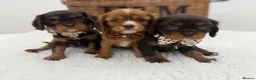 Cavalier King Charles Spaniel dogs for sale: Choc & Ruby Cavaliers E ** tensively Health Tested in Romford - Advert 9
