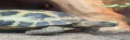 Tortoise reptiles for sale: Female Horsefield tortoise  in Halifax - Advert 6