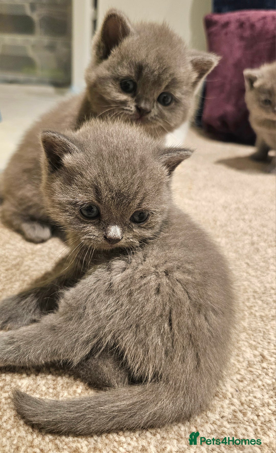 British Shorthair cats for sale: Beautiful Pedigree British Blue Kittens  🐾 - Advert 10