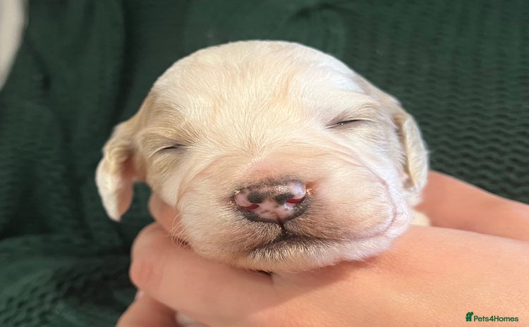 Cockapoo dogs - Advert 1