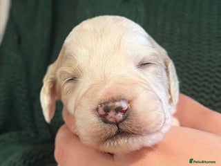 Cockapoo dogs - Advert 3