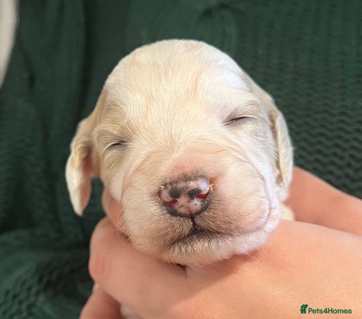 Cockapoo dogs - Advert 1