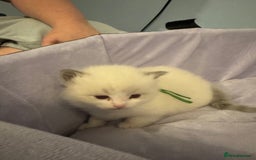 Ragdoll cats for sale: Three beautiful blue ragdoll kittens  - Image 20